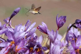 Dünyanın en pahalı baharatı safranın 1 gramı 500 TL 11 DÜNYANIN EN PAHALI BAHARATI SAFRANIN 1 GRAMI 500 TL