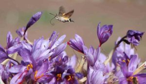 DÜNYANIN EN PAHALI BAHARATI SAFRANIN 1 GRAMI 500 TL