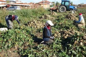 Kütahya’da pancar hasadı başladı 11 KÜTAHYA'DA PANCAR HASADI BAŞLADI İL GENELİNDE BİN 200 ÇİFTÇİ VERİMDEN MEMNUN, YILDA YAKLAŞIK 350 BİN TON PANCAR ÜRETİLİYOR