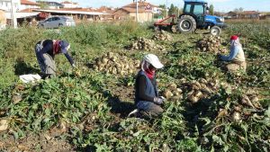 KÜTAHYA'DA PANCAR HASADI BAŞLADI İL GENELİNDE BİN 200 ÇİFTÇİ VERİMDEN MEMNUN, YILDA YAKLAŞIK 350 BİN TON PANCAR ÜRETİLİYOR