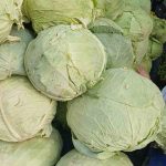 Denizli’de sezonun ilk ceviz hasadı Tavas’ta yapıldı 2 thumbnail