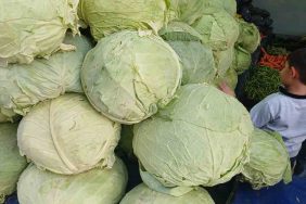 Muş lahanaları Diyarbakır’da tezgahlarda yerini aldı 7 MUŞ LAHANALARI DİYARBAKIR'DA TEZGAHLARDA YERİNİ ALDI