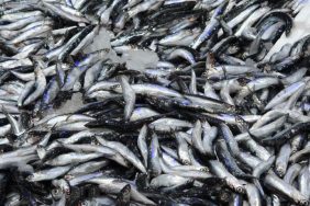 HAMSİ 70 LİRAYA DÜŞTÜ, VATANDAŞ SEVİNÇTEN ÇİĞ YEDİ