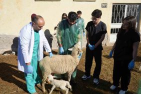 KÜÇÜKBAŞ HAYVANCILIĞA AKADEMİK DOKUNUŞ: 13 KOYUN 24 SÜT KUZUSU DOĞURDU