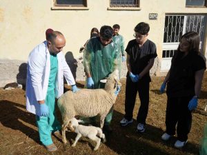 KÜÇÜKBAŞ HAYVANCILIĞA AKADEMİK DOKUNUŞ: 13 KOYUN 24 SÜT KUZUSU DOĞURDU