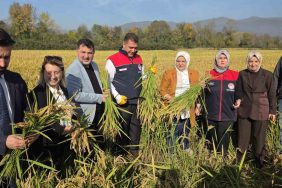 KONURALP PİRİNCİNDE "DAMLAMA SULAMA" BEREKETİ DÜZCE'DE COĞRAFİ İŞARETLİ PİRİNCİN EKİM ALANI YÜZDE 60 ARTTI