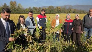 KONURALP PİRİNCİNDE "DAMLAMA SULAMA" BEREKETİ DÜZCE'DE COĞRAFİ İŞARETLİ PİRİNCİN EKİM ALANI YÜZDE 60 ARTTI