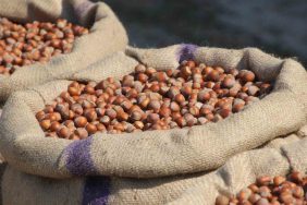 FINDIK ÜRETİCİLERİNDEN FERRERO'YA "MANİPÜLASYON" TEPKİSİ: "AMAÇ ÜRETİCİYİ PANİKLETİP UCUZA FINDIK ALMAK" FERRERO: "BİZİM İÇİN TÜRKİYE EN BÜYÜK TEDARİKÇİ ÜLKEDİR, DOLAYISIYLA BİZİM BÖYLE BİR BEYANATIMIZ YOKTUR"