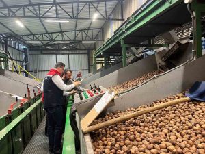 TEKİRDAĞ'DA CEVİZ EKİM ALANLARI GENİŞLİYOR