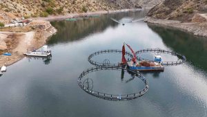 DİYARBAKIR'DA 500 TON KAPASİTELİ TESİSTEN DÜNYAYA "MEZOPOTAMYA SOMONU" GÖNDERİLECEK