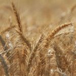 Bursalı çiftçinin yüzü gülüyor 2 thumbnail