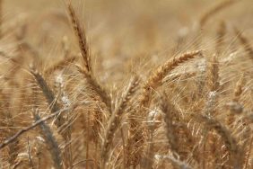 KÜRESEL TAHIL ÜRETİMİNDE TÜM ZAMANLARIN ZİRVESİ GELİYOR