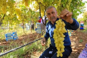 SARIGÖL'DE ÜZÜM FİYATLARI DİBE VURDU