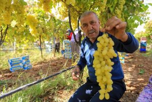 SARIGÖL'DE ÜZÜM FİYATLARI DİBE VURDU