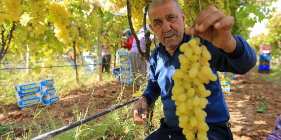 SARIGÖL'DE ÜZÜM FİYATLARI DİBE VURDU