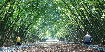 SAMSUN'DA 63 YATIRIMCIYA FINDIK HASAT FİLESİ HİBESİ