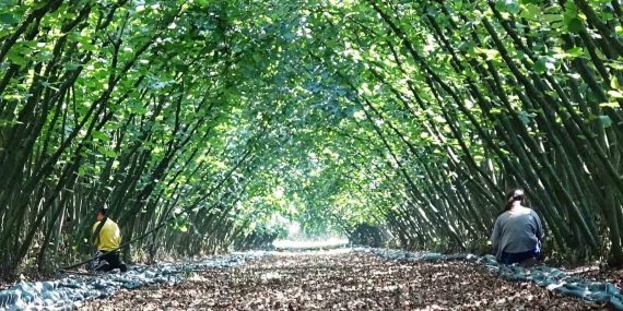 SAMSUN'DA 63 YATIRIMCIYA FINDIK HASAT FİLESİ HİBESİ