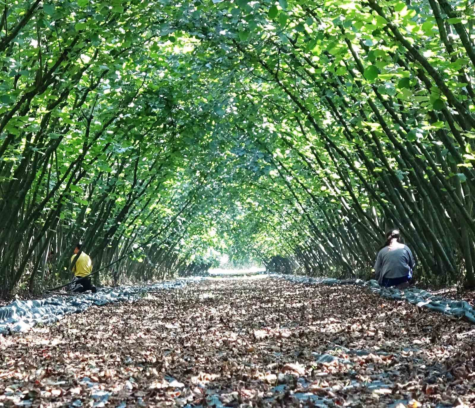 SAMSUN'DA 63 YATIRIMCIYA FINDIK HASAT FİLESİ HİBESİ