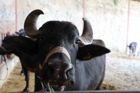 MANDADAN GELEN ALTIN LEZZET