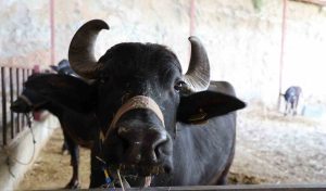 MANDADAN GELEN ALTIN LEZZET