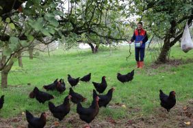 KOCAELİ'DE KIRSAL KALKINMAYA "KANATLI" DESTEK HİBE DESTEKLİ TAVUKÇULUK PROJESİYLE ÜRETİCİLER YUMURTA TALEBİNE YETİŞEMİYOR