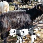 Kocaeli’de kırsal kalkınmaya "kanatlı" destek 2 thumbnail