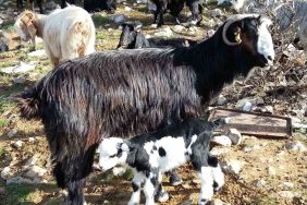 KEÇİYİ MERAYA, ÇOBANI YAYLAYA DÖNDÜRECEK 13 ÖNERİ