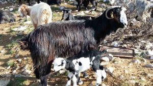 KEÇİYİ MERAYA, ÇOBANI YAYLAYA DÖNDÜRECEK 13 ÖNERİ