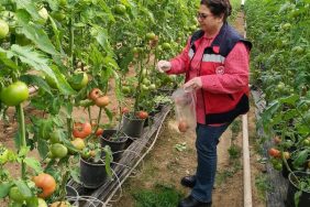 SİMAV'DAKİ SERA ALANLARINDAN PESTİSİT DENETİMİ İÇİN DOMATES NUMUNESİ ALIMI