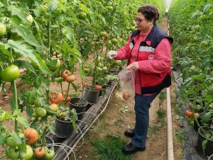 SİMAV'DAKİ SERA ALANLARINDAN PESTİSİT DENETİMİ İÇİN DOMATES NUMUNESİ ALIMI