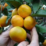 İTO Başkanı Avdagiç’ten büyüme değerlendirmesi 2 thumbnail