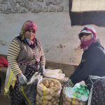 Ordu’da narenciye hasadı başladı 2 thumbnail