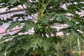 ALANYA 40 BİNE YAKIN TROPİKAL MEYVE ÜRETİCİSİYLE İÇ PİYASA İHTİYACINI KARŞILIYOR TROPİKAL MEYVE ÜRETİMİ ALANYA'DA İVME KAZANDI