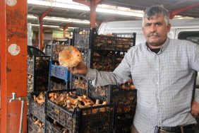 BAYRAMİÇ'TE KANLICA MANTARI KÖYLÜNÜN GELİR KAPISI OLDU