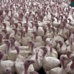 Berberlerden ilginç çıkış; "Robotların bizim sektörde hiç şansı yok" 1 thumbnail